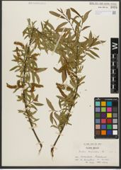 Foto von Salix triandra subsp. triandra L.